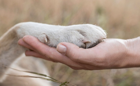 polizza animali domestici